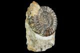 Androgynoceras Ammonite - Germany #108786-2